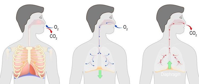 cycle of breathing, inspiration and expiration. respiratory syst